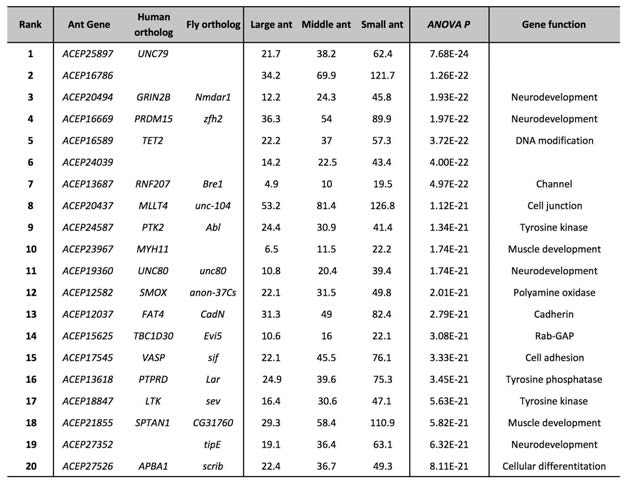 Large-middle-small ant에서 차이를 보이는 top 20 유전자들의 목록. 그중 신경발달에 관련된 유전자들이 많이 관찰된다는 것임.