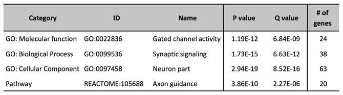 표 2의 유전자들 250개의 gene ontology 결과 channel, synapse 등 유전자들이 많이 관찰됨