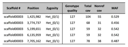 약 10Mb 정도의 scaffold #3에서 907개의 high quality, high depth heterozygous 변이가 검출되었으며 그 중 Sanger sequencing으로 확인된 5개 변이의 예시를 보여주고 있음.