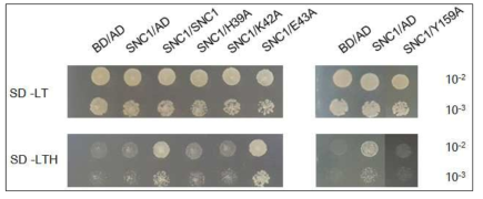 Y2H를 이용한 SNC1 TIR homodimer 형성에 필요한 아미노산 검증.