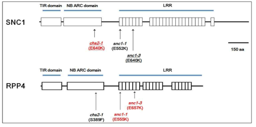 SNC1과 RPP4 단백질의 domain 구조 및 보고된 점돌연변이의 위치. 기존에 보고된 돌연변이는 검정색으로 표시되었고 다른 유전자의 상응위치에 교차도입된 돌연변이는 붉은색 밑줄로 표시되었다.