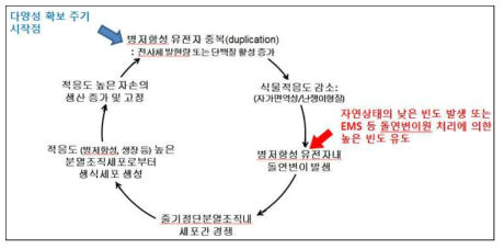 bal 식물체에서 관찰되는 SNC1 돌연변이과축적 현상을 설명하는 작동모델