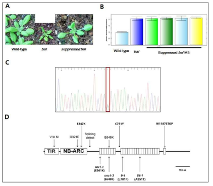 EMS 처리 후 난쟁이형질이 억제된 bal 식물체는 SNC1 돌연변이 과축적을 보임.