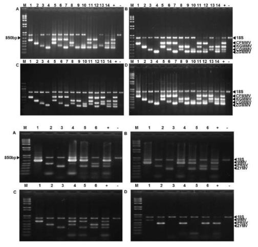 Multiplex RT-PCR 방법으로 7종의 바이러스를 검정