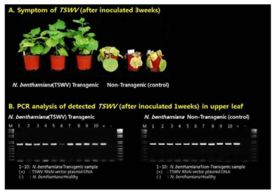 TSWV6) RNAi vector가 도입된 Nicotiana benthamiana 형질전환체(T1)와 대조구 비 형질전환체에서 TSWV 접종 후 병징과 PCR 검정