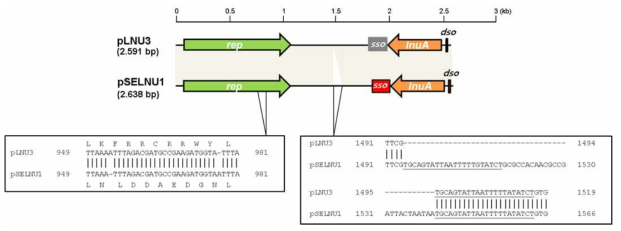 Gene structure of pLNU3 and pSELNU1. Shaded boxes correspond to sequences that exhibit 99% nucloeotide sequence identity between pLNU3 and pSELNU1. Major sequence diffrences between both plasmids are identified as empty boxes. Amino acid changes in the Rep protein between both plasmids are also shown.