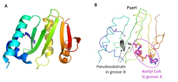 PseH 효소의 단일 구조(A)와 acetyl CoA 복합체 구조(B).