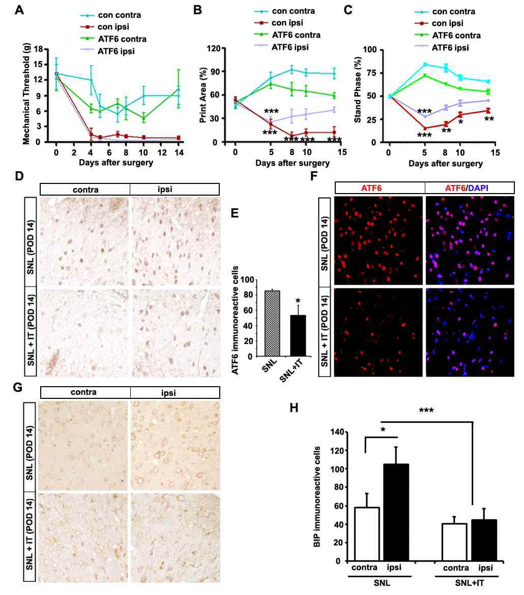 Intrathecal injection of ATF6 siRNA alleviated mechanical hypersensitivity and ER stress.