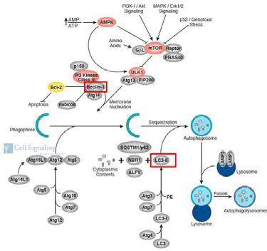 Autophagy signaling