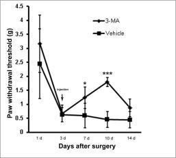 Effect of 3-methyladenine (3-MA) on mechanical allodynia