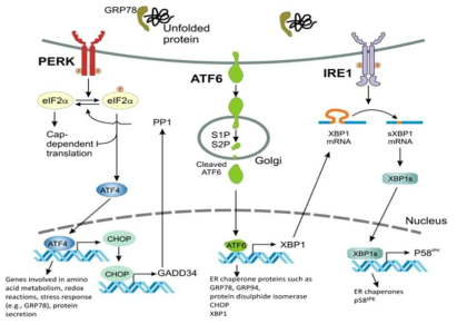 The UPR is mediated by three ER stress sensors.