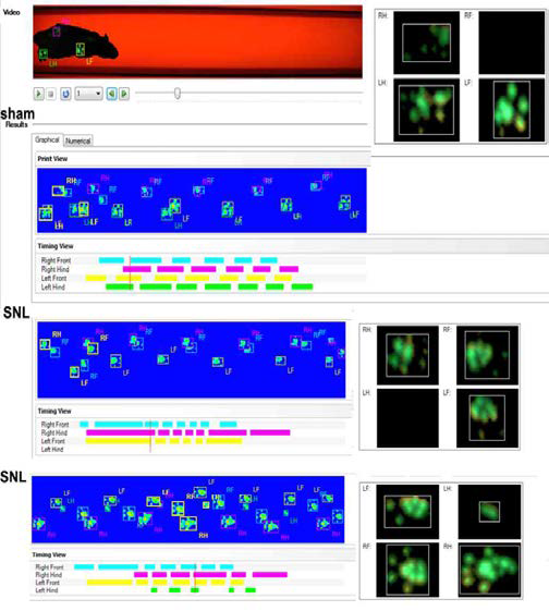 Catwalk gait analysis.