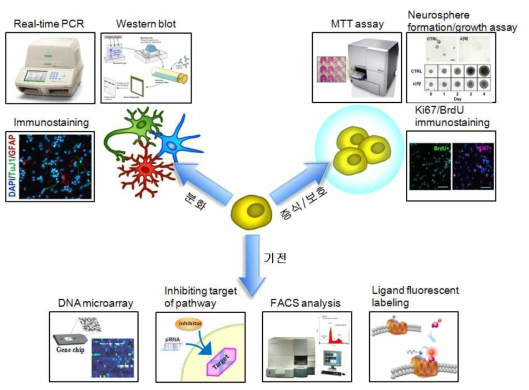 연구내용 모식도. 줄기세포의 분화, 증식 및 보호를 유도하는 화합물의 효과를 위에 제시한 여러 기법으로 확인 검증함. 또한 그 기전을 microarray, inhibitor사용, FACS 분석 및 리간드 labeling을 통한 수용체 발굴 등의 방법으로 증식 또는 분화유도 기전을 밝힐 예정임