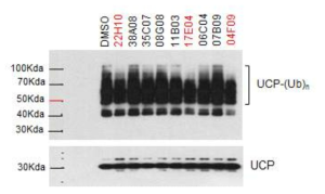 The effect of 9 fragment hits on the in vitro UCP auto-ubiquitination activity