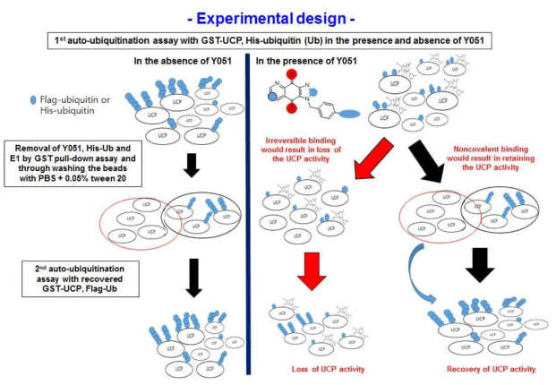 We designed the experiment to determine whether Y051 binds to E2-EPF UCP covalently.