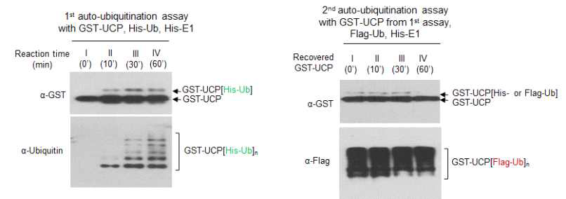 We tested whether GST-UCP enzyme activity is retained after 1st auto-ubiquitination assay.