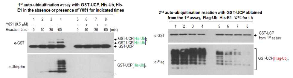 The UCP activity is decreased after the treatment with Y051 in a reaction-time dependent manner