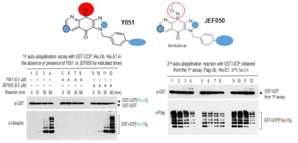 The carbonyl moiety of Y051 appears to play a role in its tight binding to UCP.