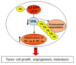 E2-EPF UCP targets VHL for degradation and promotes tumor growth and metastasis