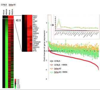 Profiling of Deltex-responsible genes in the NMDA treatment condition