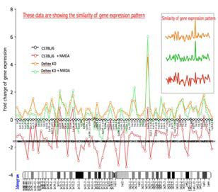 Pattern Analysis of Deltex-responsible genes in the NMDA treatment condition