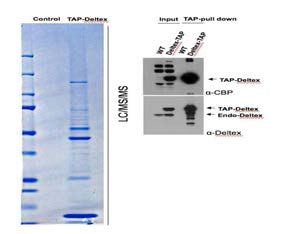 Pattern Analysis of Deltex-binding protein after injection of NMDA