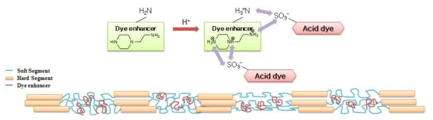 Principles of dye enhancer effects.