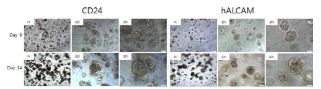 CD24와 hALCAM antibody로 분리된 종양줄기세포의 3D 배양