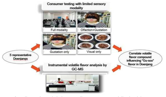 Overall experimental design according to sensory modality breakdown