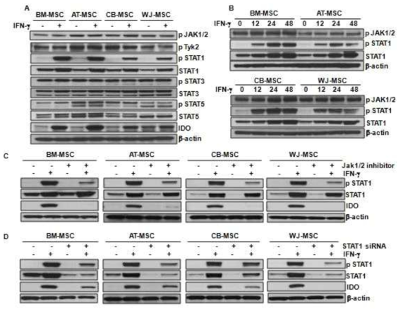 중간엽줄기세포에서 IFN-γ/JAK/STAT1 신호 전달 경로를 통한 IDO 발현