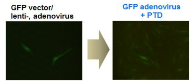 지방조직 유래 간엽줄기세포에서 PTD를 이용한 adenovirus의 형질도입의 효율 증진
