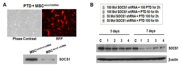 SOCS1 shRNA가 도입된 중간엽줄기세포 구축 예