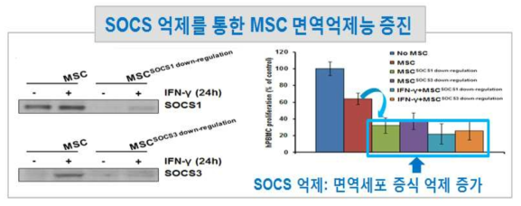SOCS1, SOCS3가 억제된 중간엽줄기세포가 T-세포 증식에 미치는 효과