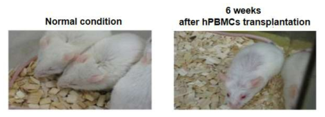 이식편대숙주병 마우스 동물모델 구축: 탈모, 피부 발진, 외형, 운동성 변화 등