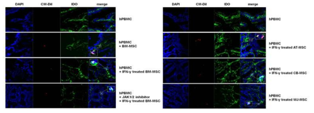 이식편대숙주병 동물모델 조직에서 간엽줄기세포와 IDO의 발현 조사, confocal image