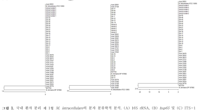 국내 환자 분리 제 1형 M. intracellulare의 분자 분류학적 분석.