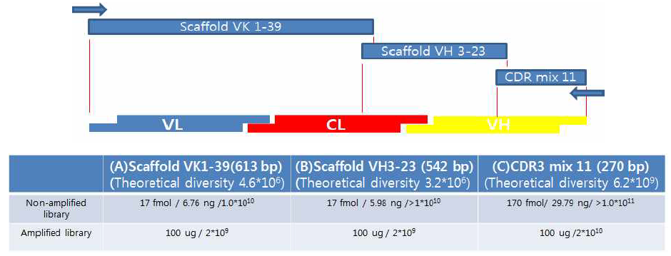 Scaffold VK 1-39, Scaffold VH3-23, CDR mix 11의 유전자 합성 모식도 및 이론적 다양성