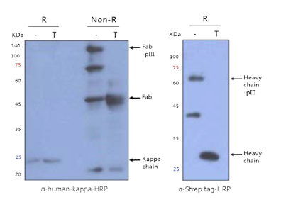 pFabD-S4를 이용한 4D5 Fab의 E.coli에서의 발현 Fab의 KM13 phage