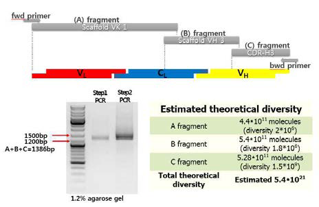 Scaffold 1-HCDR3 length10 유전자의 합성 모식도, 이론적 다양성 및 PCR 결과