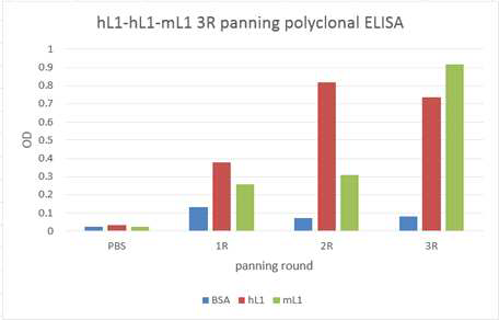 Indirect ELISA of output phages after each panning round
