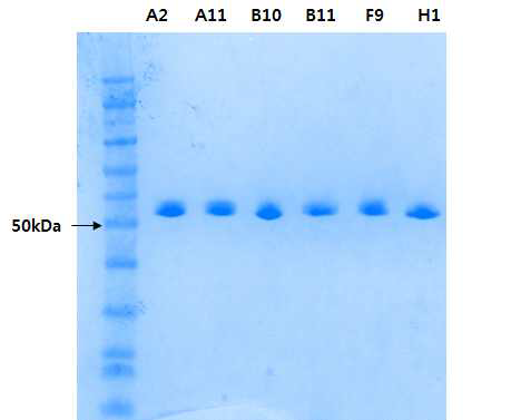 SDS-PAGE analysis of purified anti-xRTK-ECM Fab clones.