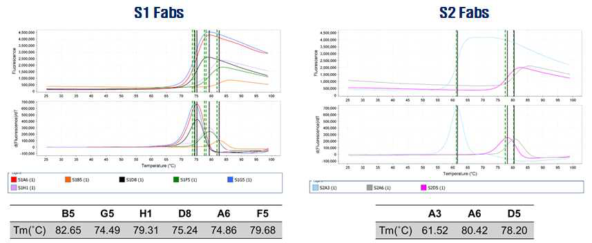S1과 S2 Fab 클론의 thermal stability 분석