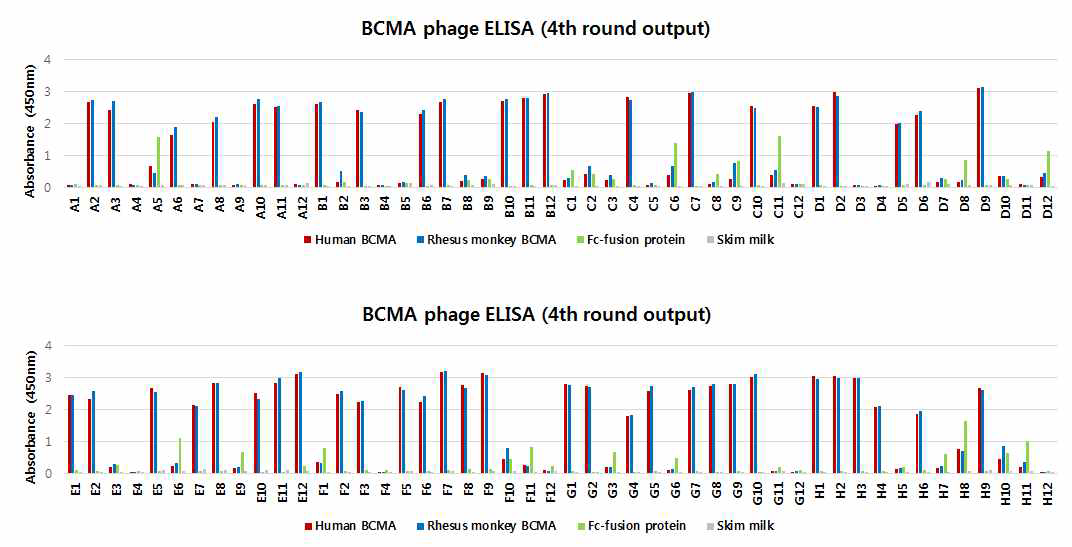 Monoclonal phage ELISA.