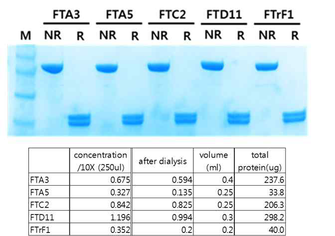 SDS-PAGE analysis of 5 Fabs purified.