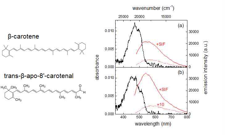 실험에 사용된 케로티노이드의 분자 구조, β -carotene 분자의 (a) PS, (b) PVA 고분자 박막 내 에서의 형광증강의 측정