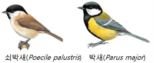 연구 대상종