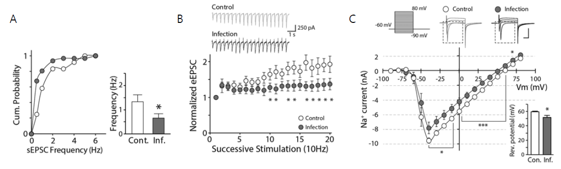 인플루엔자 바이러스 감염에서 회복한 마우스 해마 신경세포의 기능적 변화 분석 결과