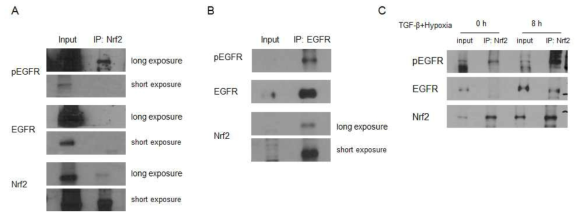 TGF-β와 hypoxia/reoxygenation 처리 전․후 Nrf2-EGFR 상호 결합 분석