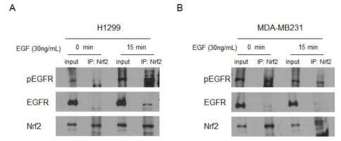 EGF 처리시 Nrf2-EGFR 결합 분석