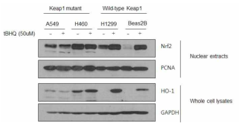 Keap1 status에 따른 tBHQ 유도 Nrf2 및 하위 단백질 발현 영향